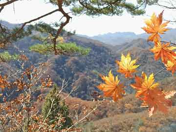 花呗来电（10101277花呗来电）